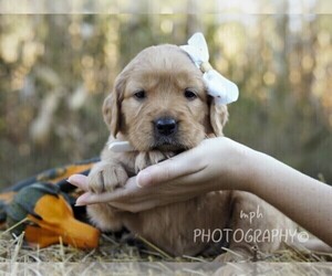 Golden Retriever Dog Breeder in LIBERTY,  USA