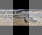Small #9 Breeder Profile image