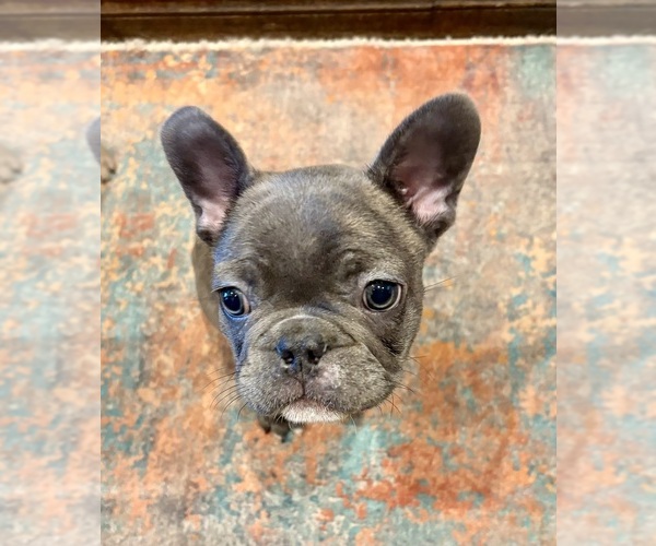 Medium Photo #7  Breeder Profile in CANYON, TX, USA