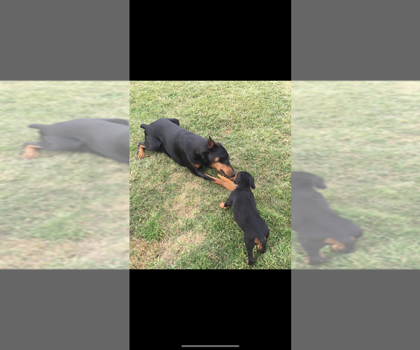 Medium Photo #25  Breeder Profile in LIVINGSTON, LA, USA