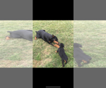 Small #24 Breeder Profile image