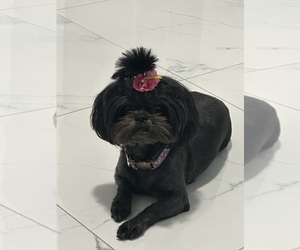 Shih Tzu Dog Breeder near CYPRESS GDNS, FL, USA