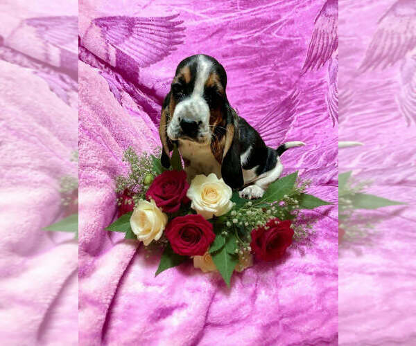 Medium Photo #2  Breeder Profile in SALEM, WV, USA