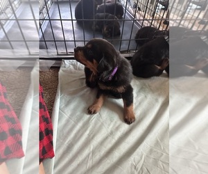 Rottweiler Dog Breeder near TOMS RIVER, NJ, USA