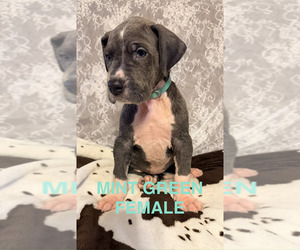 Great Dane Dog Breeder near WALNUT GROVE, MO, USA