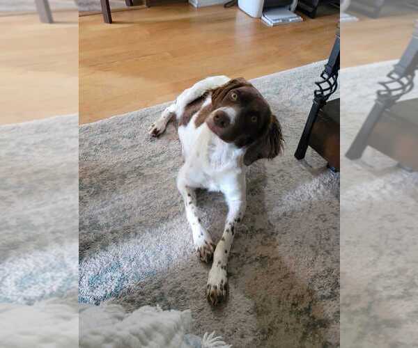 Medium Photo #42  Breeder Profile in HORTENSE, GA, USA