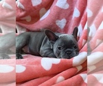 Small #1 Breeder Profile image