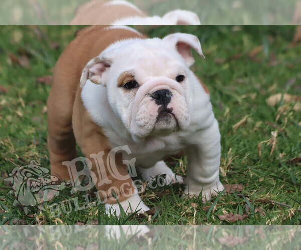 Medium Photo #4  Breeder Profile in FALLBROOK, CA, USA