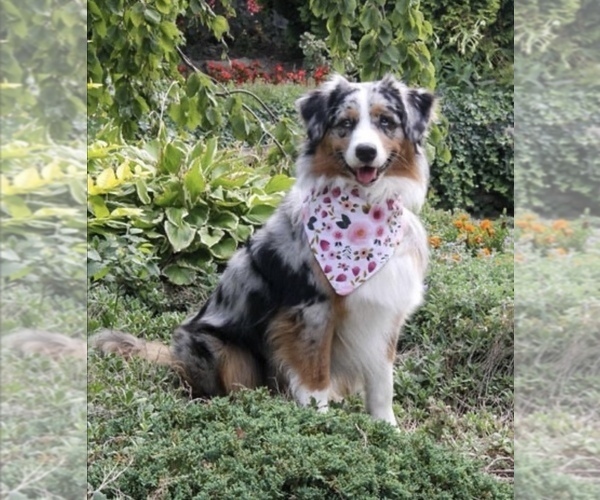 Medium Photo #1  Breeder Profile in WESLEY CHAPEL, FL, USA