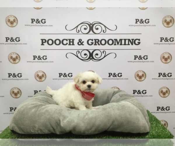 Medium Photo #1  Breeder Profile in TEMPLE CITY, CA, USA