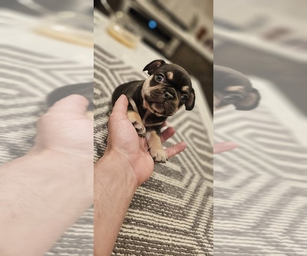 Medium Photo #11  Breeder Profile in CHINO HILLS, CA, USA