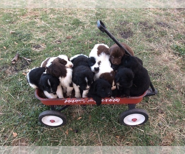 Medium Photo #1  Breeder Profile in FREMONT, MI, USA