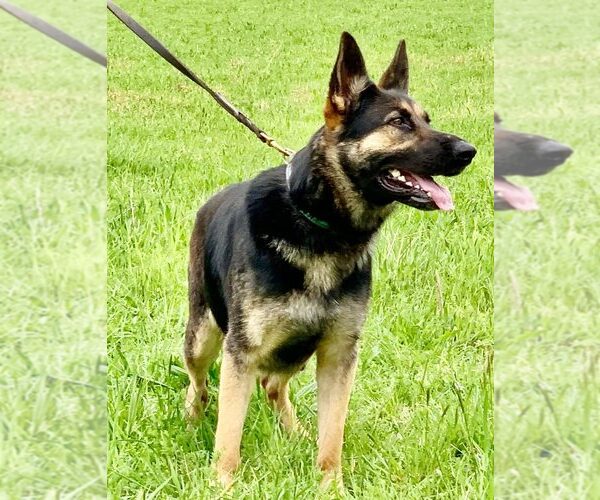 Medium Photo #1  Breeder Profile in OLIVER SPRINGS, TN, USA