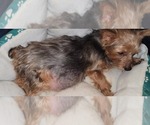 Small #345 Breeder Profile image