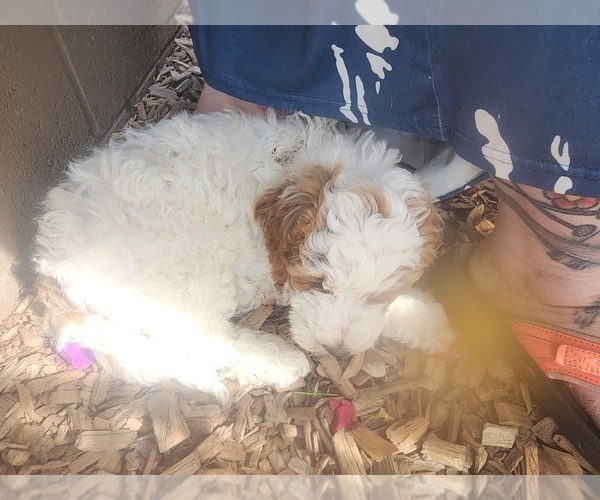 Medium Photo #7  Breeder Profile in SAN TAN VALLEY, AZ, USA