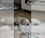 Small #5 Breeder Profile image
