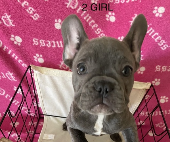 Medium Photo #1  Breeder Profile in ELKTON, VA, USA