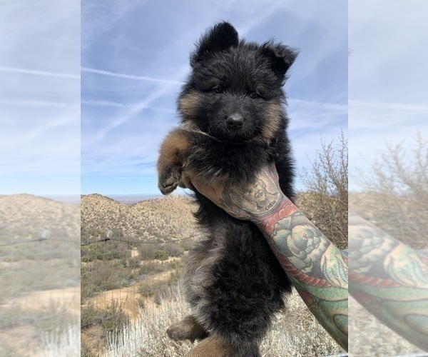 Medium Photo #144  Breeder Profile in PINON HILLS, CA, USA
