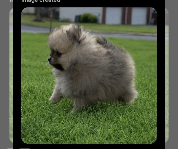 Medium Photo #28  Breeder Profile in KENNESAW, GA, USA