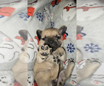 Small breeder photo