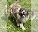 Small #50 Breeder Profile image