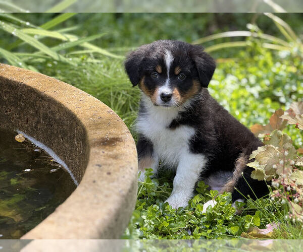 Medium Photo #2  Breeder Profile in PLACERVILLE, CA, USA