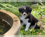 Small #1 Breeder Profile image