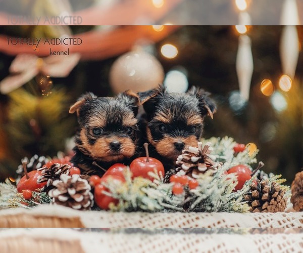 Medium Photo #34  Breeder Profile in SCHAUMBURG, IL, USA