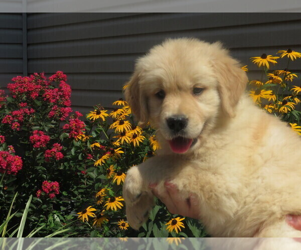 Medium Photo #30  Breeder Profile in MECHANICSVILLE, MD, USA