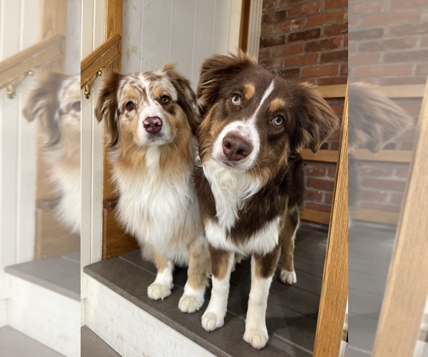 Medium Photo #12  Breeder Profile in NEW HAVEN, CT, USA