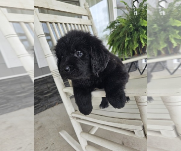 Medium Photo #30  Breeder Profile in TILTON, IL, USA