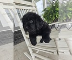 Small #29 Breeder Profile image