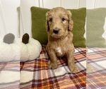 Small #9 Breeder Profile image