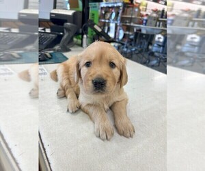 Golden Retriever Dog Breeder near VERONA, MO, USA