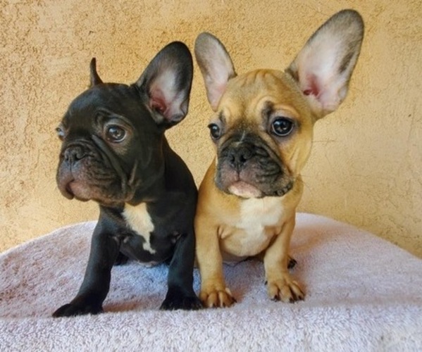 Medium Photo #1  Breeder Profile in SALINAS, CA, USA