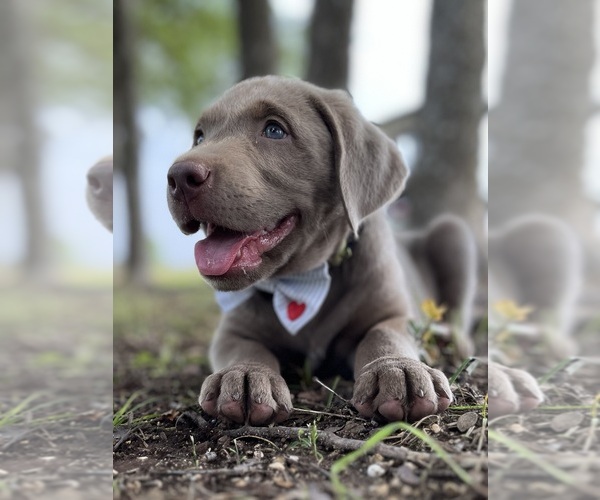 Medium Photo #21  Breeder Profile in MORGAN, TX, USA