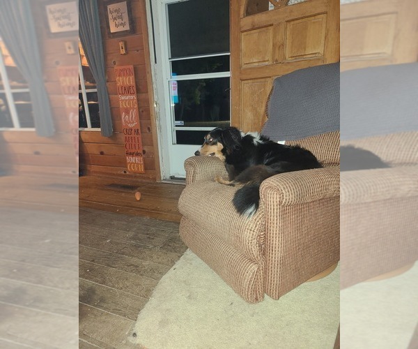 Medium Photo #4  Breeder Profile in NEW CASTLE, IN, USA