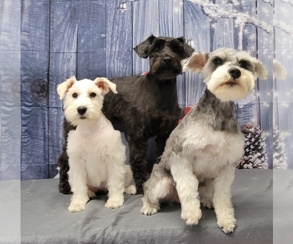 Medium Photo #2  Breeder Profile in MURFREESBORO, TN, USA