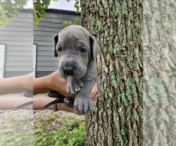 Medium Photo #13  Breeder Profile in WALNUT GROVE, MO, USA