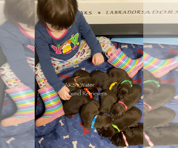 Medium Photo #32  Breeder Profile in NEWPORT, NC, USA