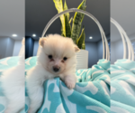 Small breeder photo