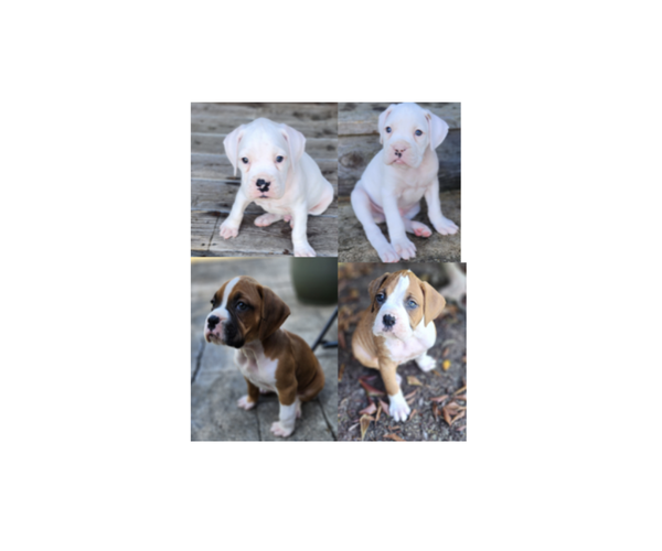Medium Photo #1  Breeder Profile in NEWBERG, OR, USA