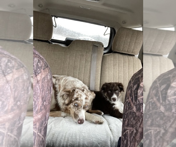 Medium Photo #31  Breeder Profile in BELMONT, VT, USA