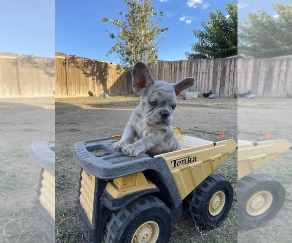 Medium Photo #1  Breeder Profile in ADELANTO, CA, USA