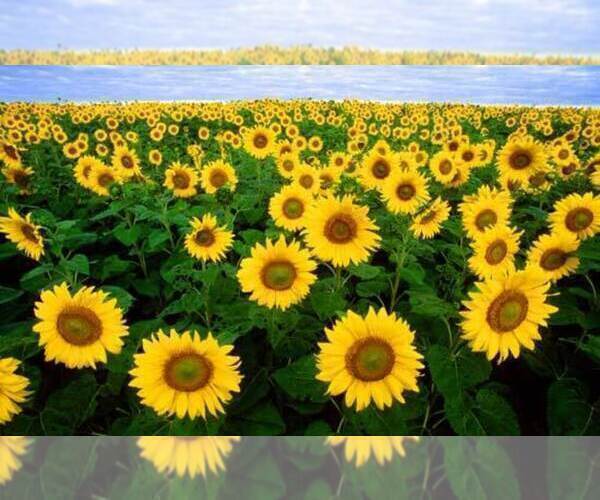Medium Photo #2  Breeder Profile in MUNFORDVILLE, KY, USA