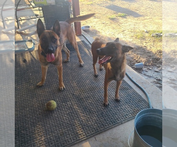 Medium Photo #11  Breeder Profile in PAHRUMP, NV, USA