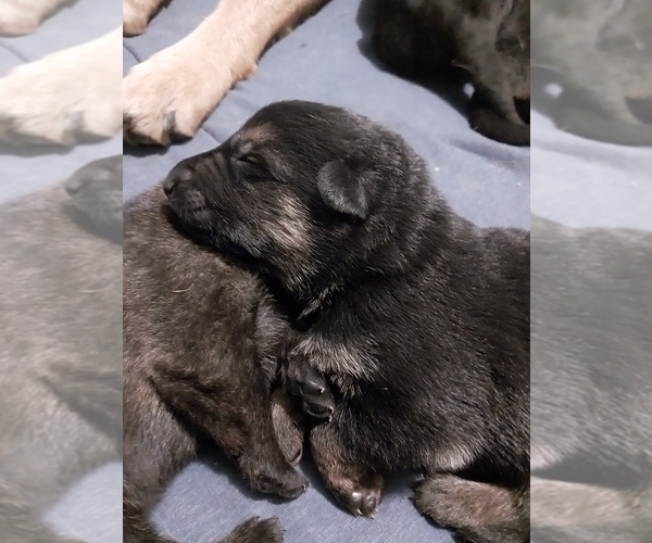 Medium Photo #11  Breeder Profile in MOUNTAIN LAKE, MN, USA