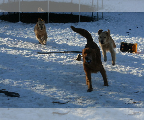 Medium Photo #4  Breeder Profile in JEFFERSON, IA, USA