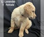 Small #9 Breeder Profile image