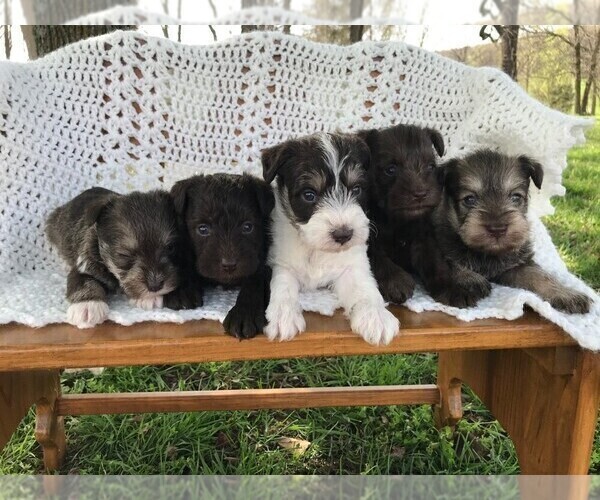Medium Photo #2  Breeder Profile in NIANGUA, MO, USA